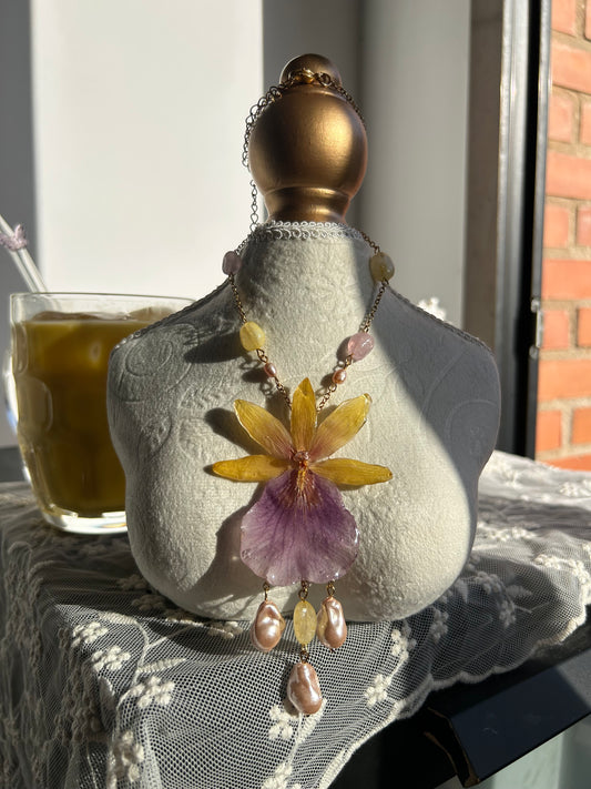 Sweet orchid miltonia