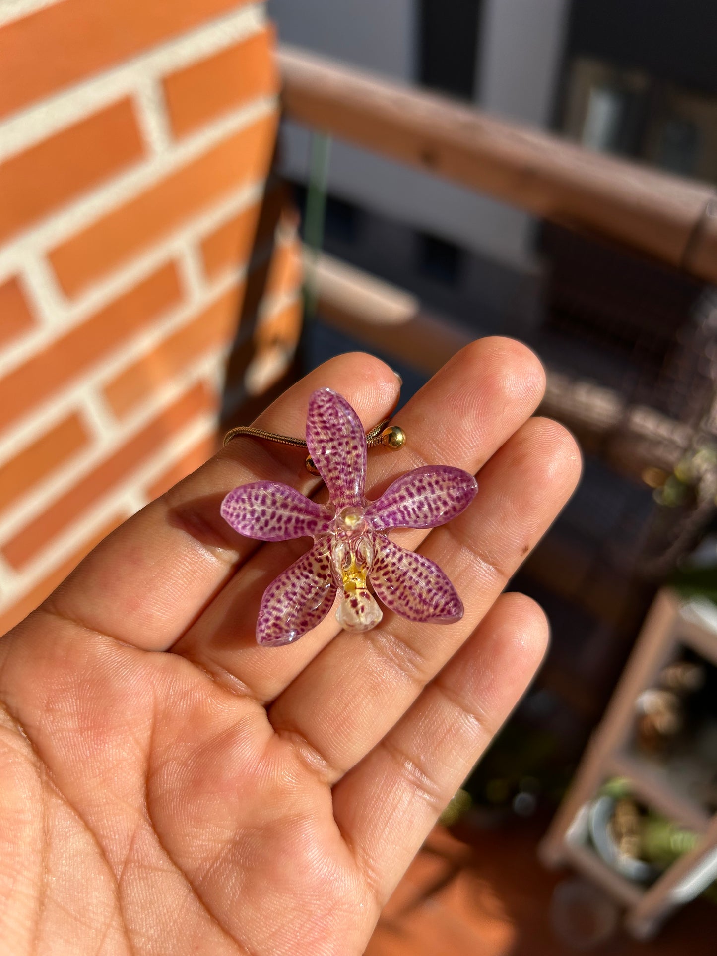 Pink hybrid orchid