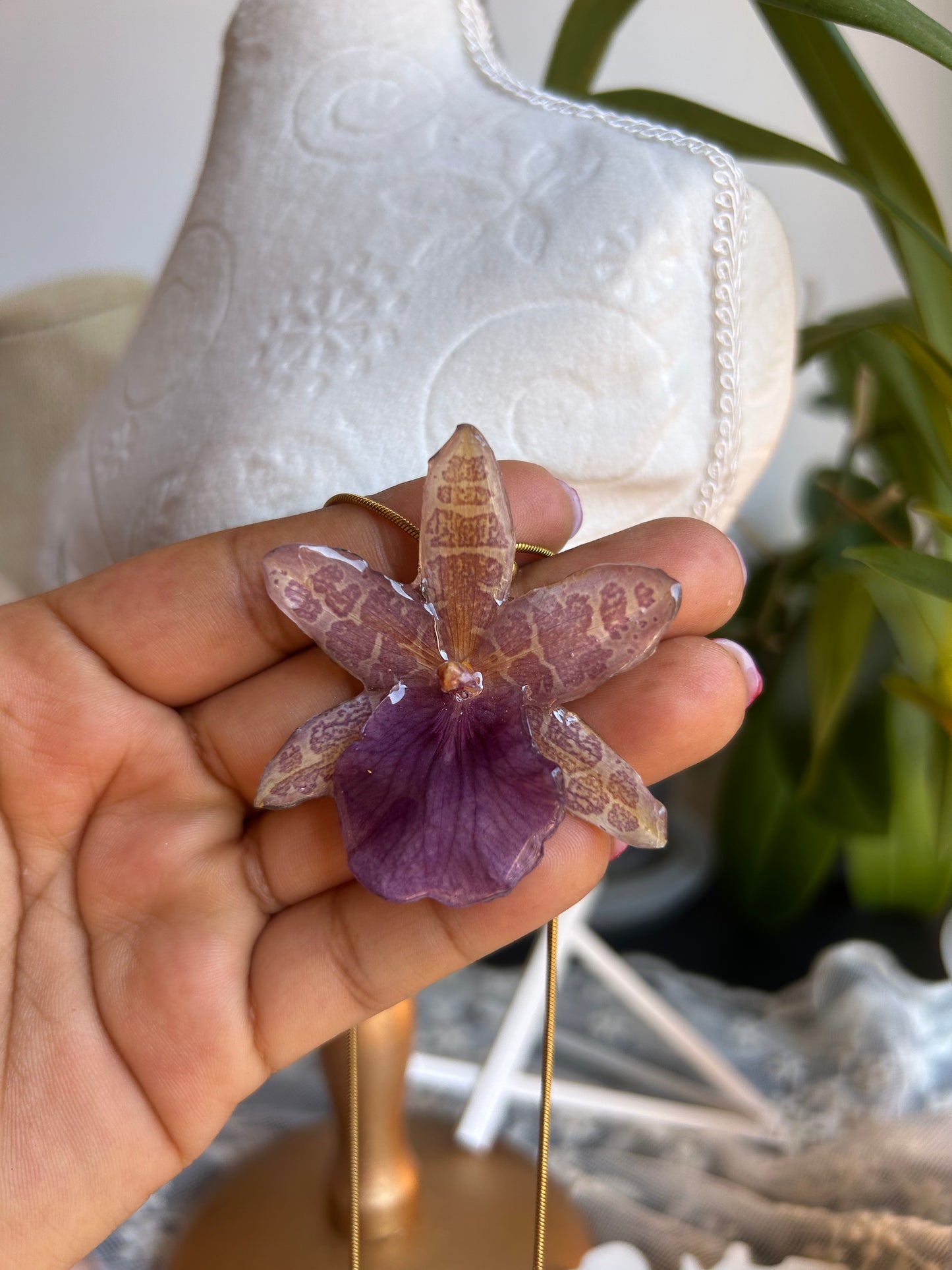 Orchid Miltionopsis