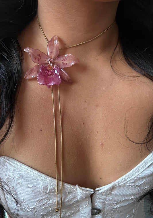 Orchid Beallara pink