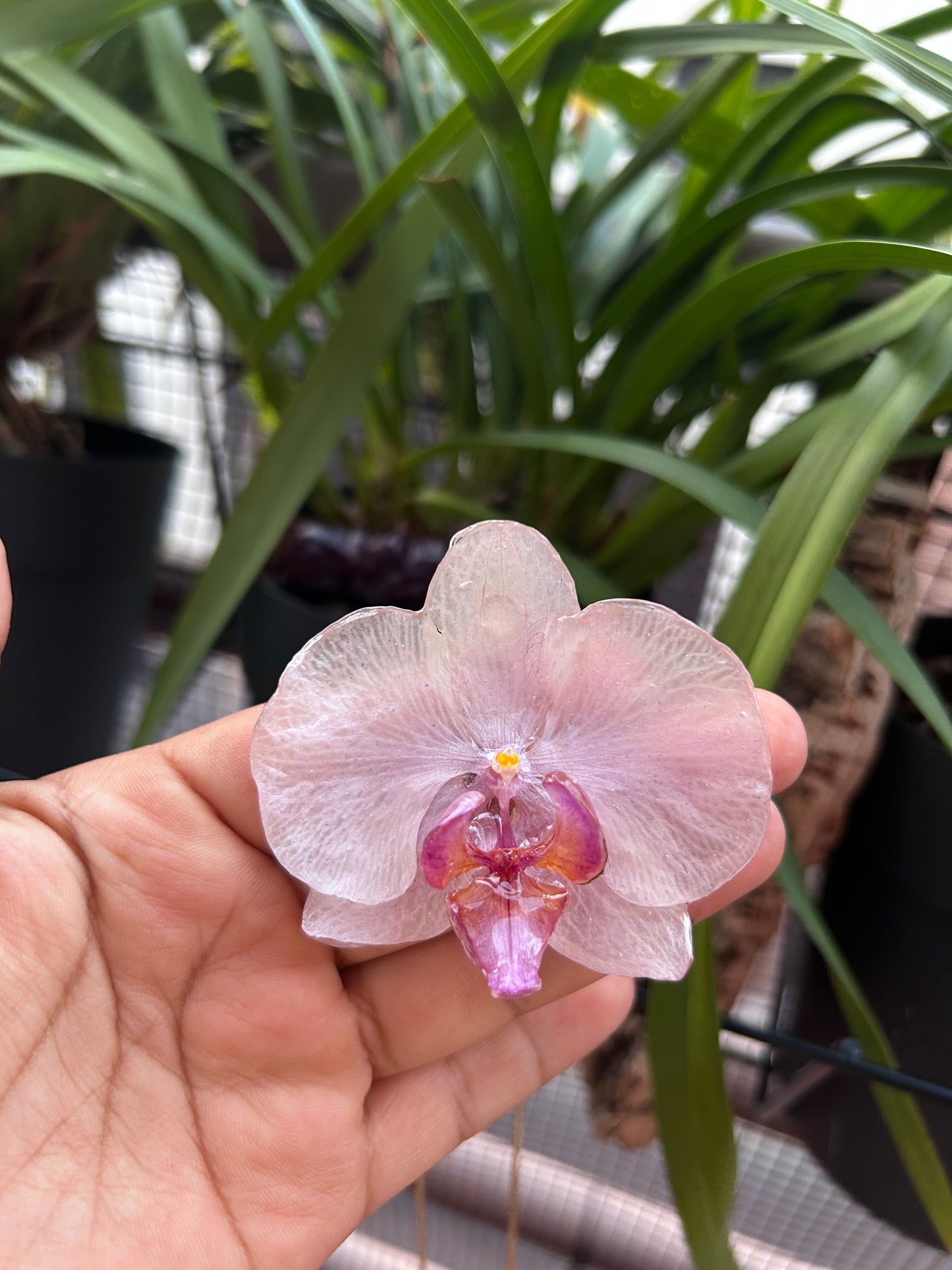 Grand Orchid White