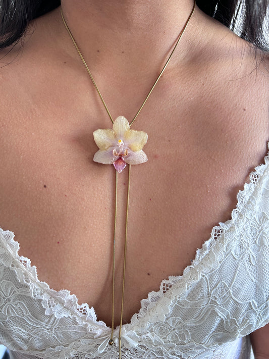 Mini phalaenopsis pastel