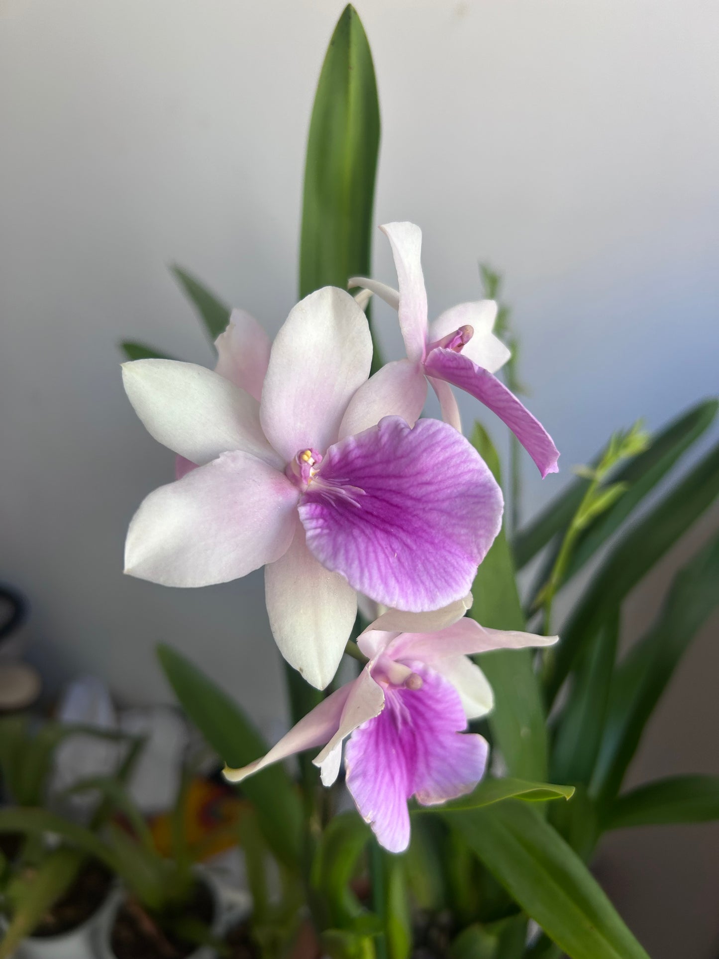 Gran Miltionopsis
