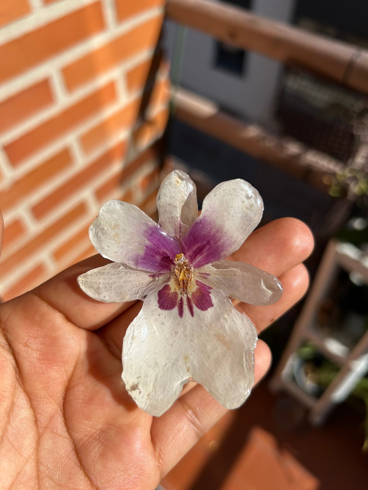 White miltonia orchid