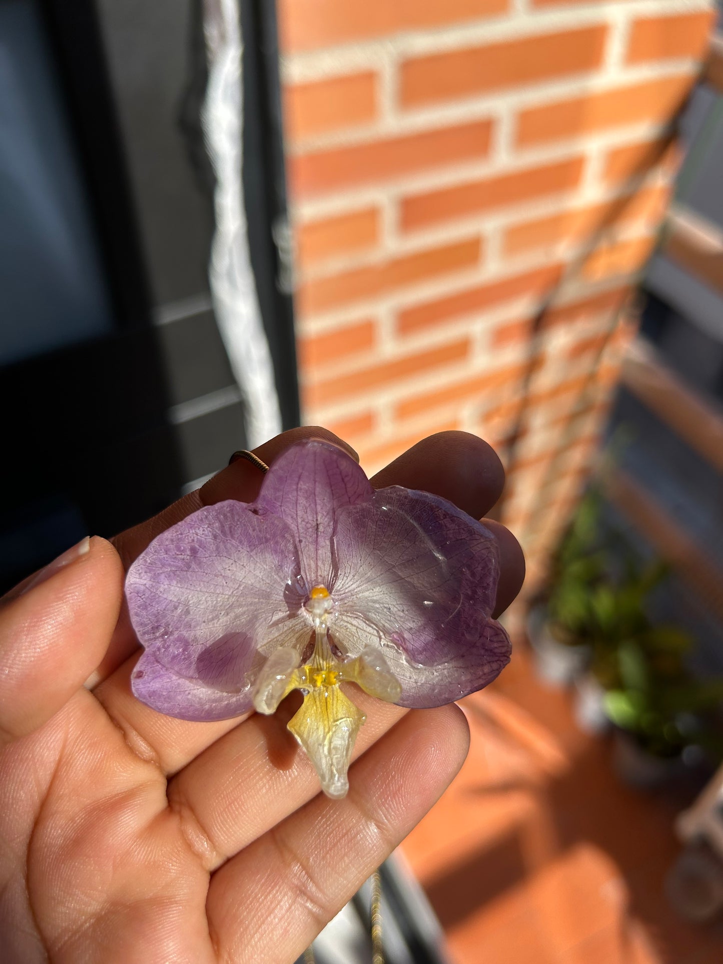 Sweet Orchid