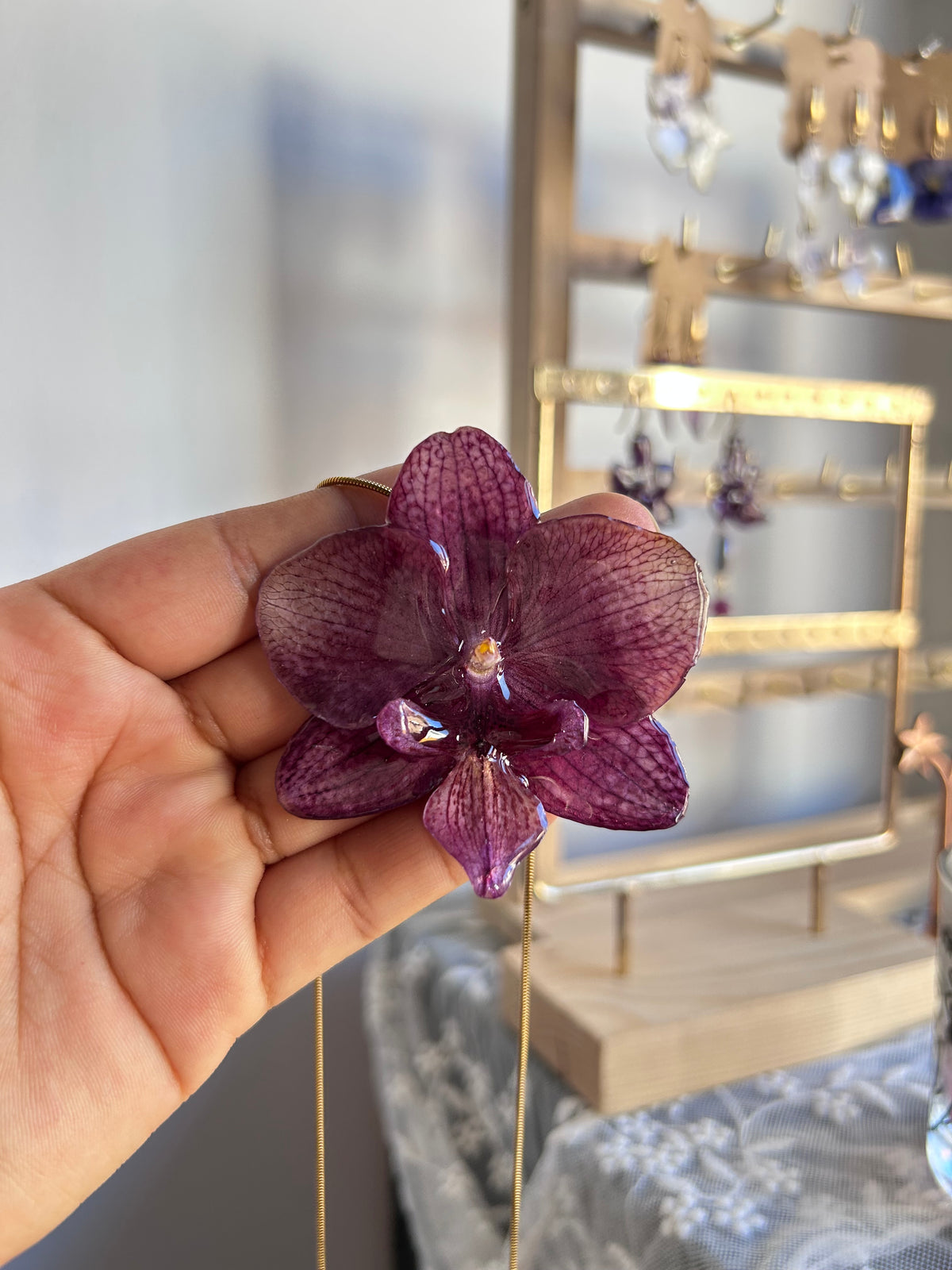 Phalaenopsis Malva
