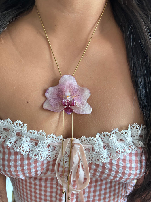Phalaenopsis pink