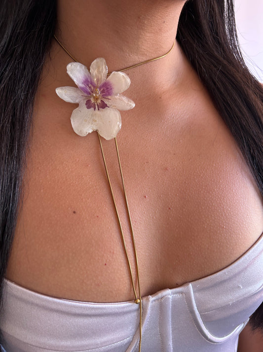 Orchid Miltionopsis white