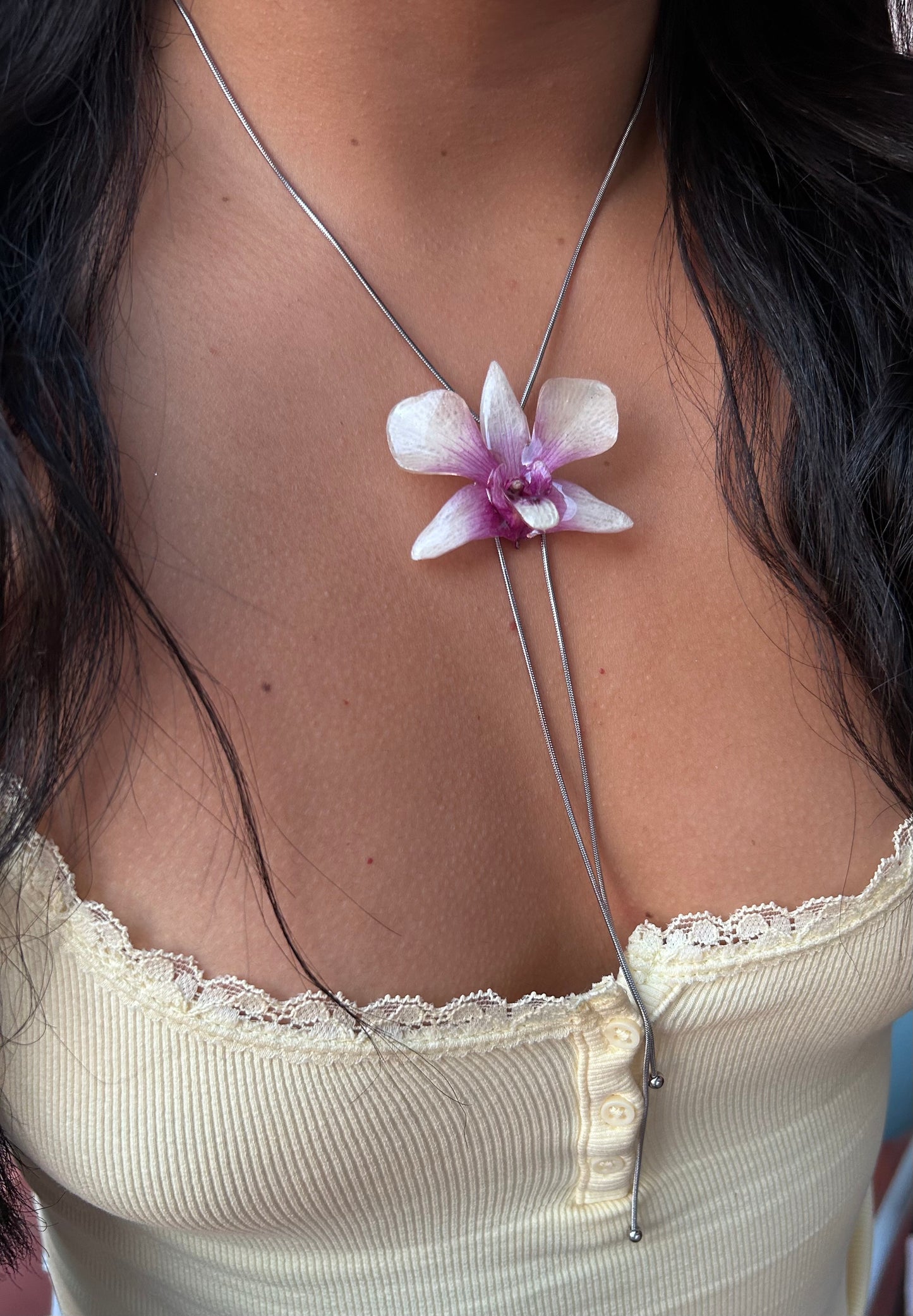 Orchid Dendrobium x phalaenopsis