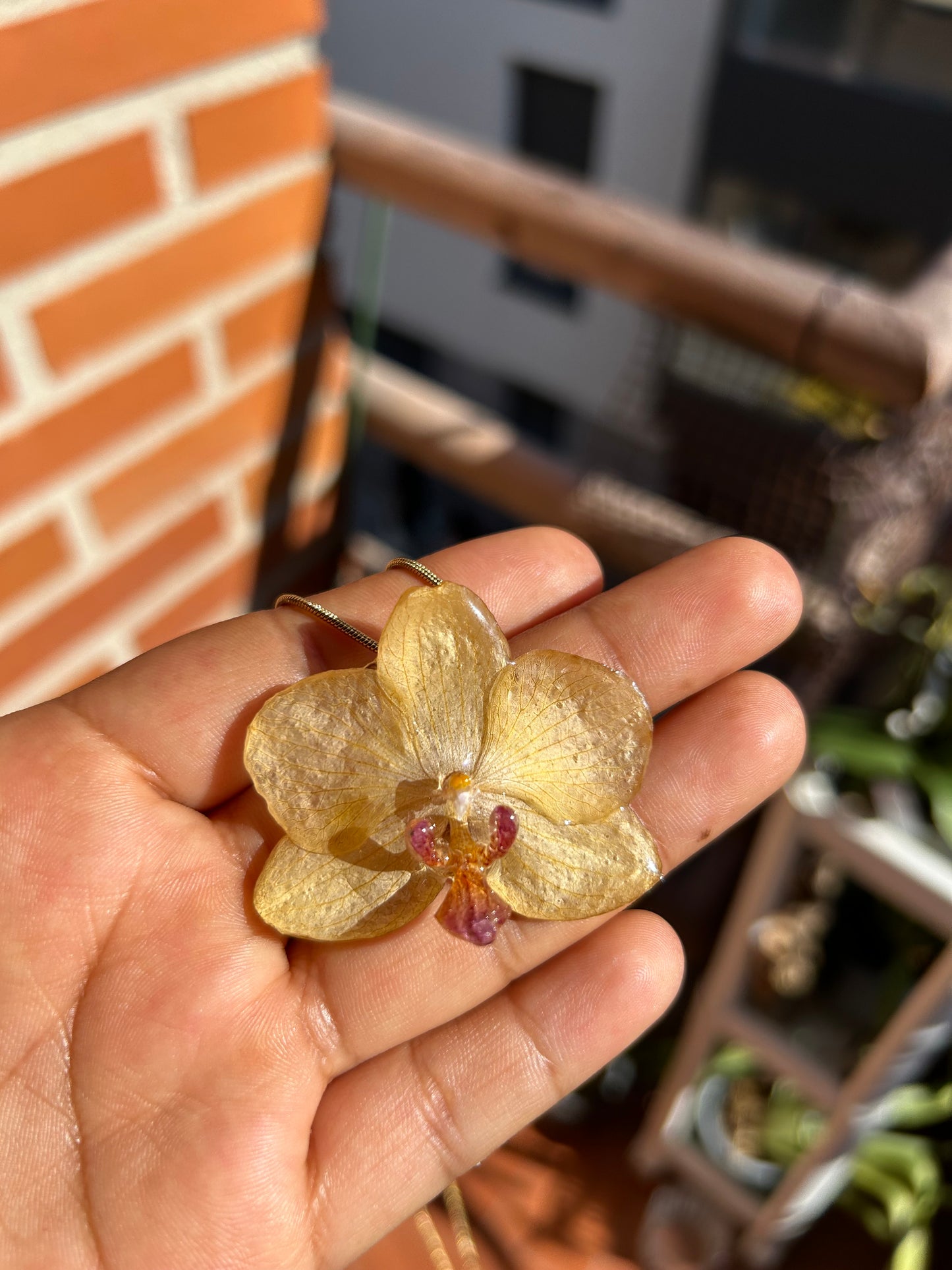 Orchid mini yellow