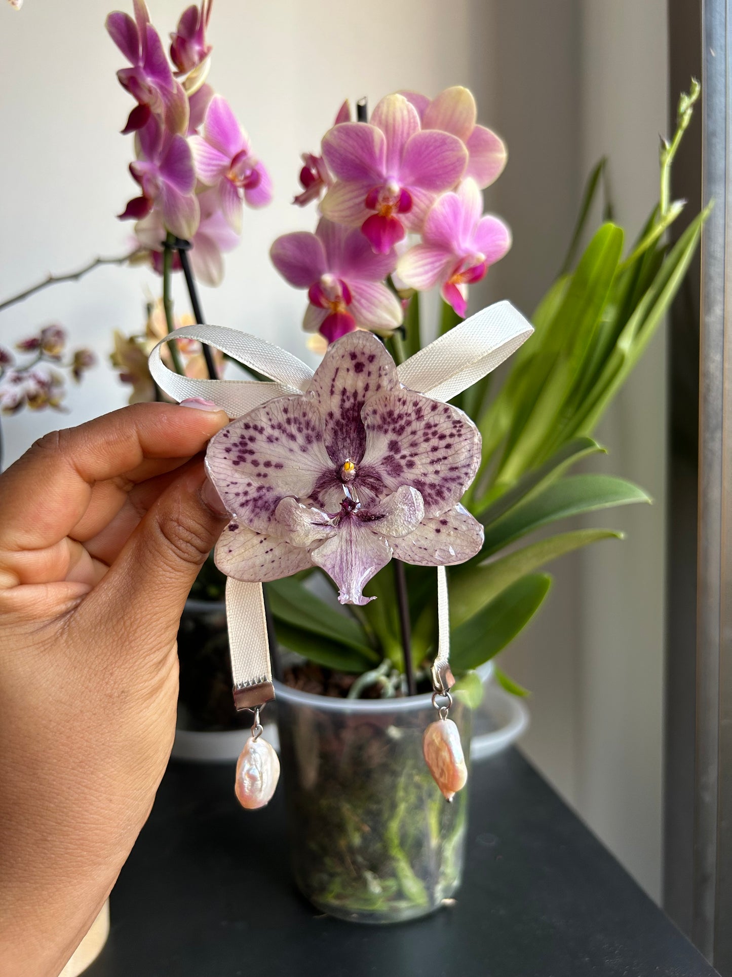 Hair clip phalaenopsis lazo