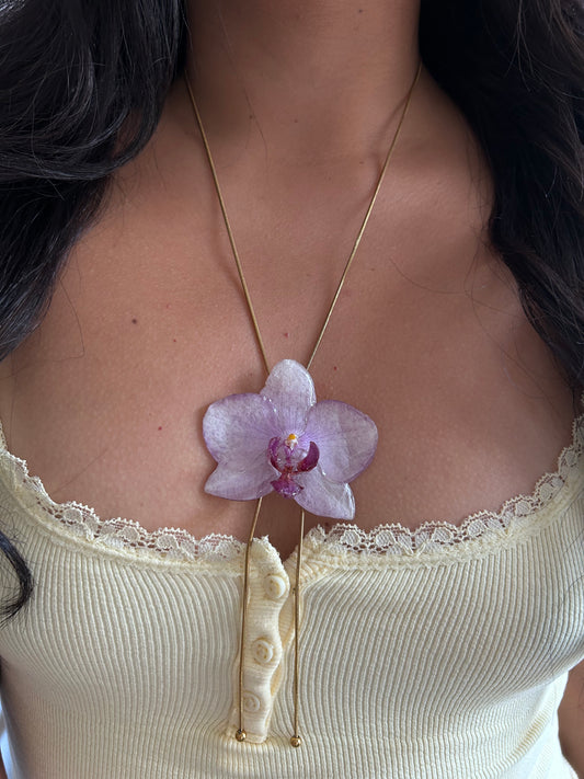 Phalaenopsis Kolibri