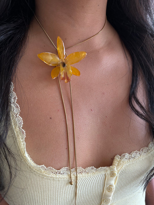 Cattleya wild yellow