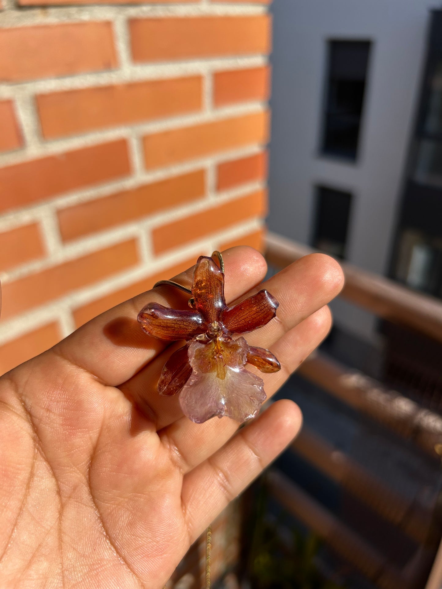 Caramel cambria orchid