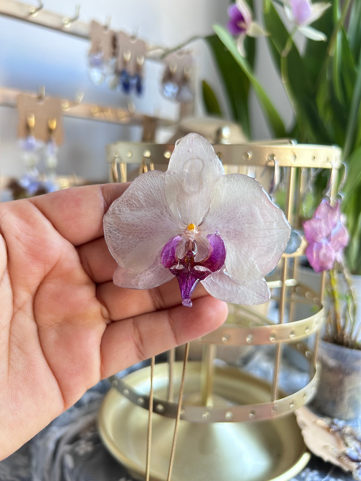 Phalaenopsis white