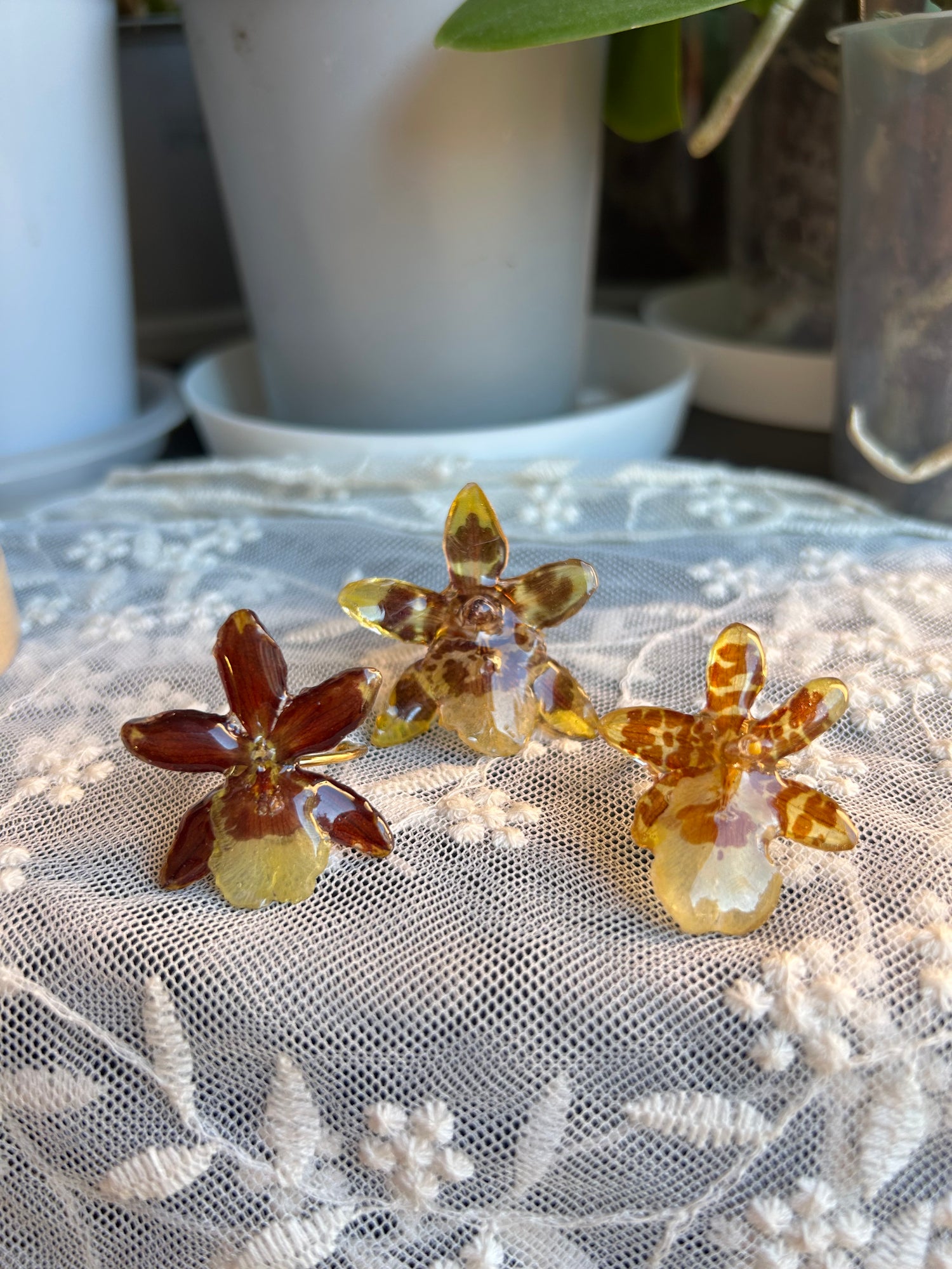 Anillos