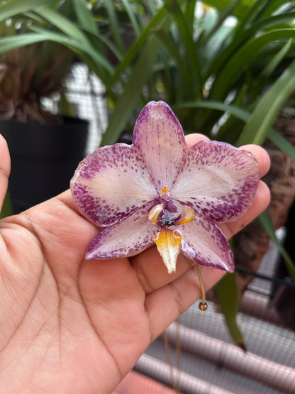 Grand Orchid