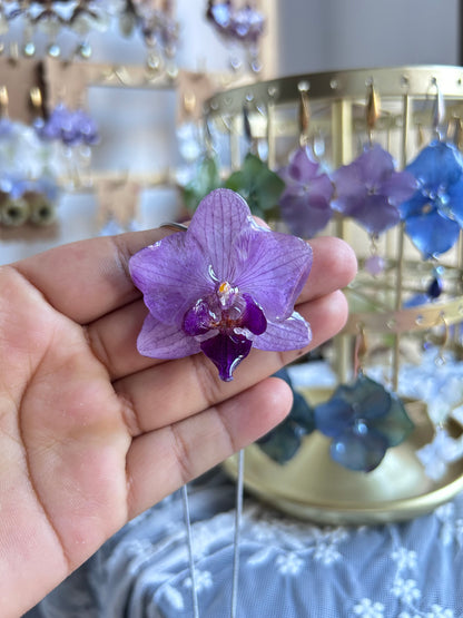 Phalaenopsis mini silver