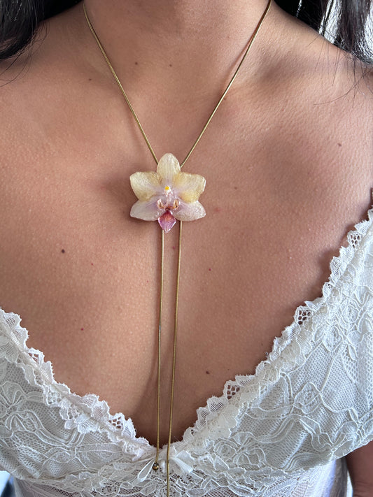 Mini phalaenopsis pastel