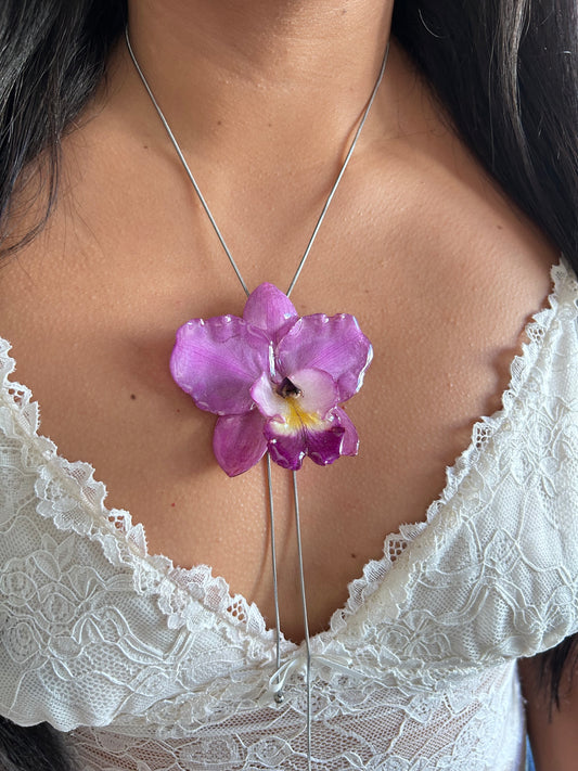 Cattleya de colección