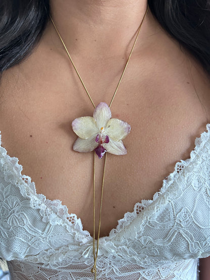 Phalaenopsis Papagayo