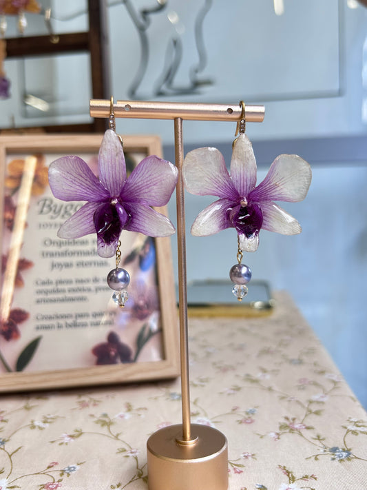 Pendientes dendrobium x phalaenopsis