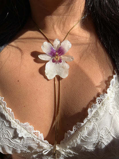 White miltonia orchid