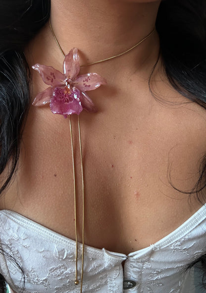 Orchid Beallara pink