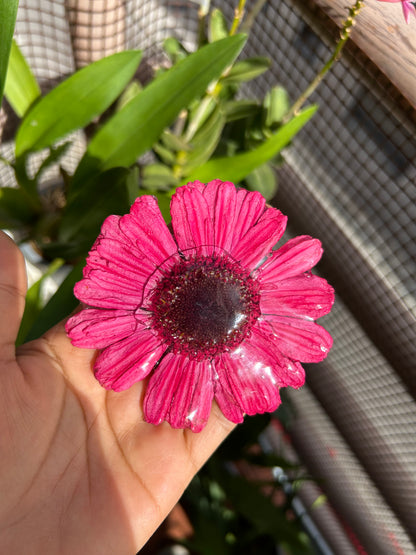 Hair clip Gerbera Fucsia