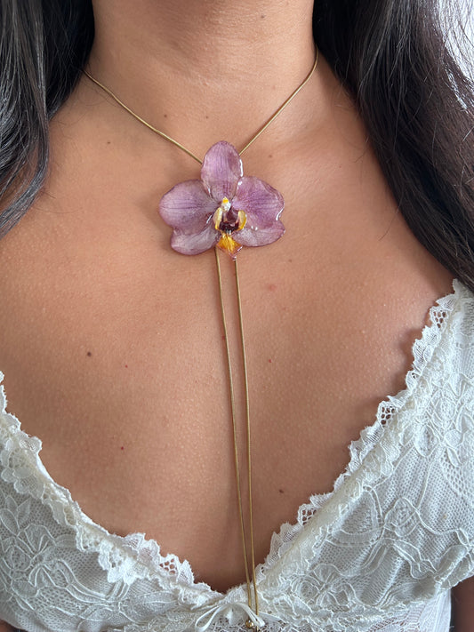 Phalaenopsis pink