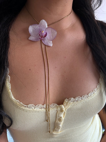 Phalaenopsis Kolibri