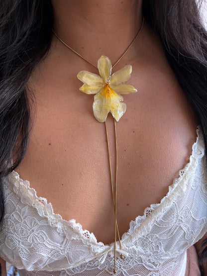 Orchid Nellys isler Yellow