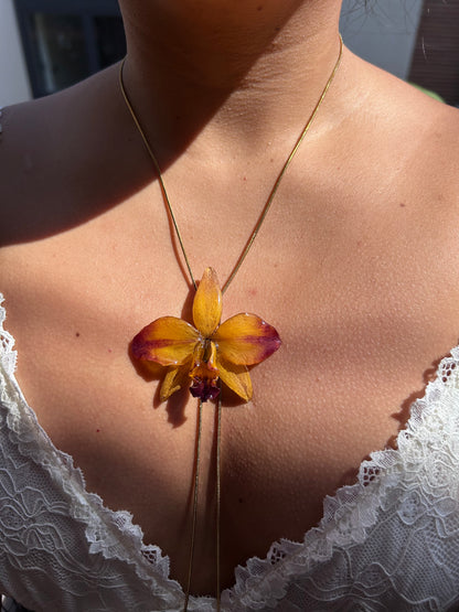 Cattleya bello atardecer