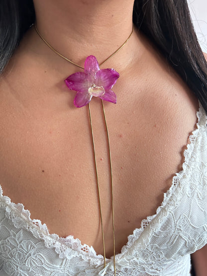 Orchid dendrobium nobile