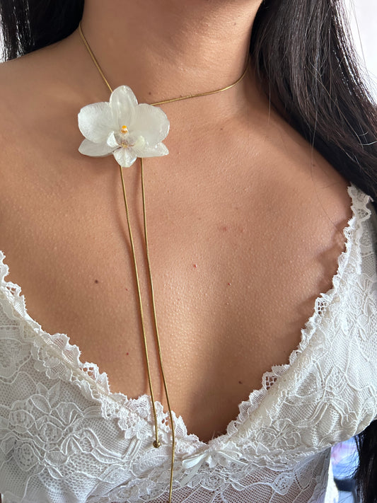 Phalaenopsis white medium