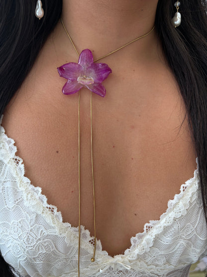 Orchid dendrobium nobile