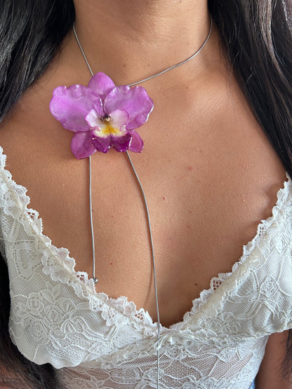 Cattleya de colección