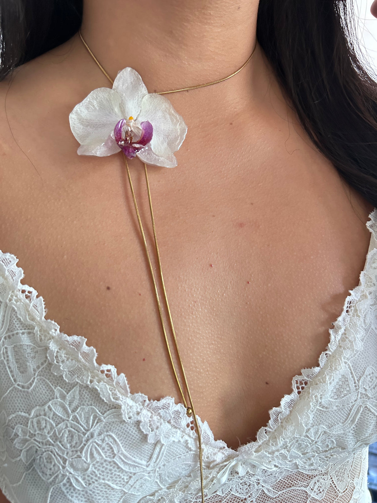Phalaenopsis white