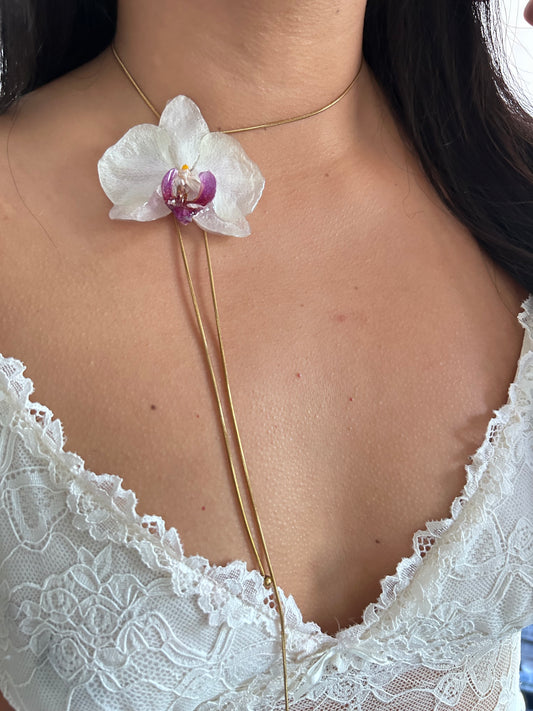 Phalaenopsis white