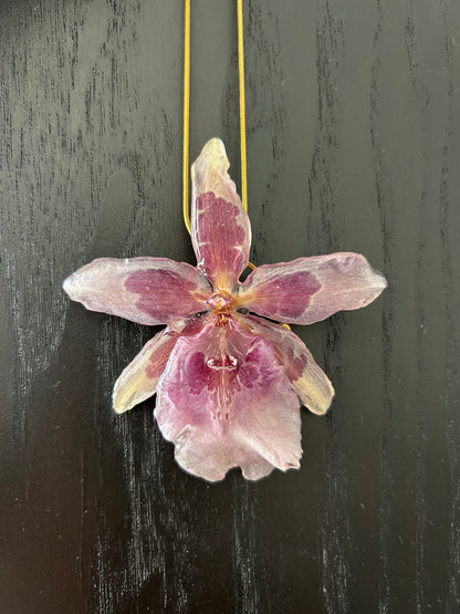 Orchid Beallara