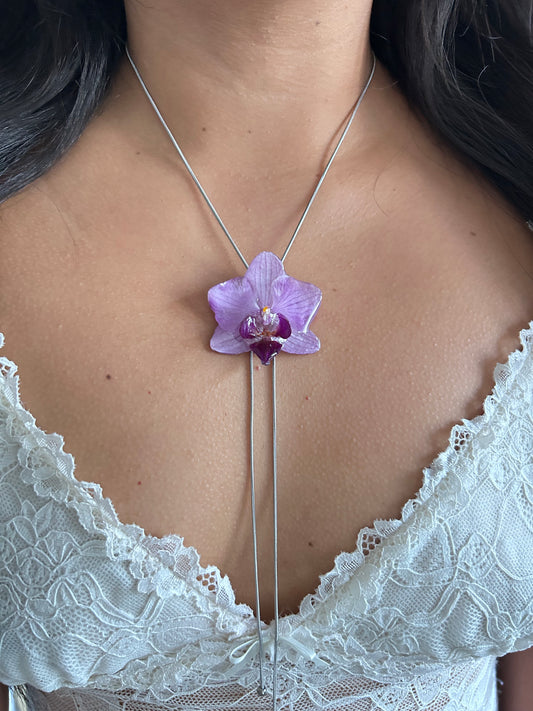 Phalaenopsis mini silver