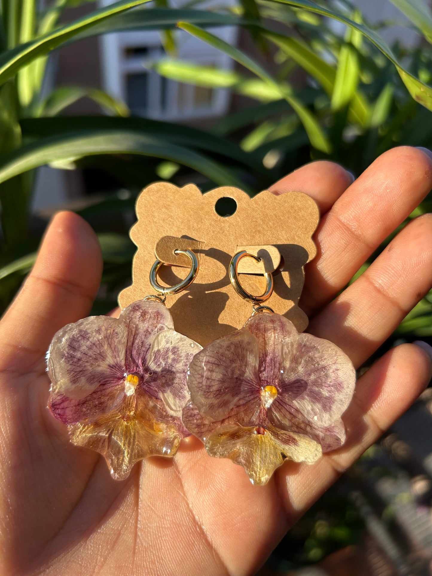 Phalaenopsis mini moteada
