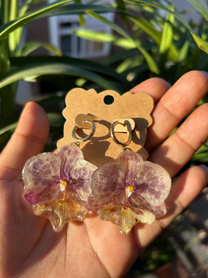 Phalaenopsis mini moteada