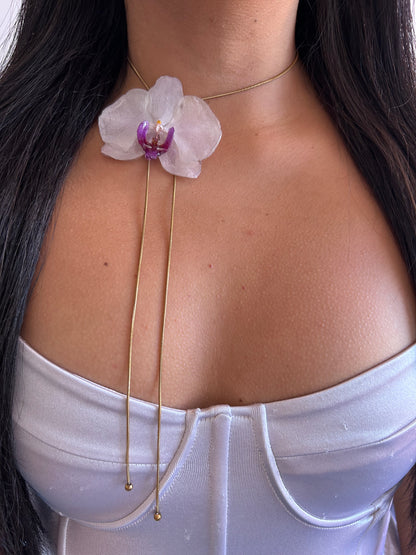 Gran Phalaenopsis white
