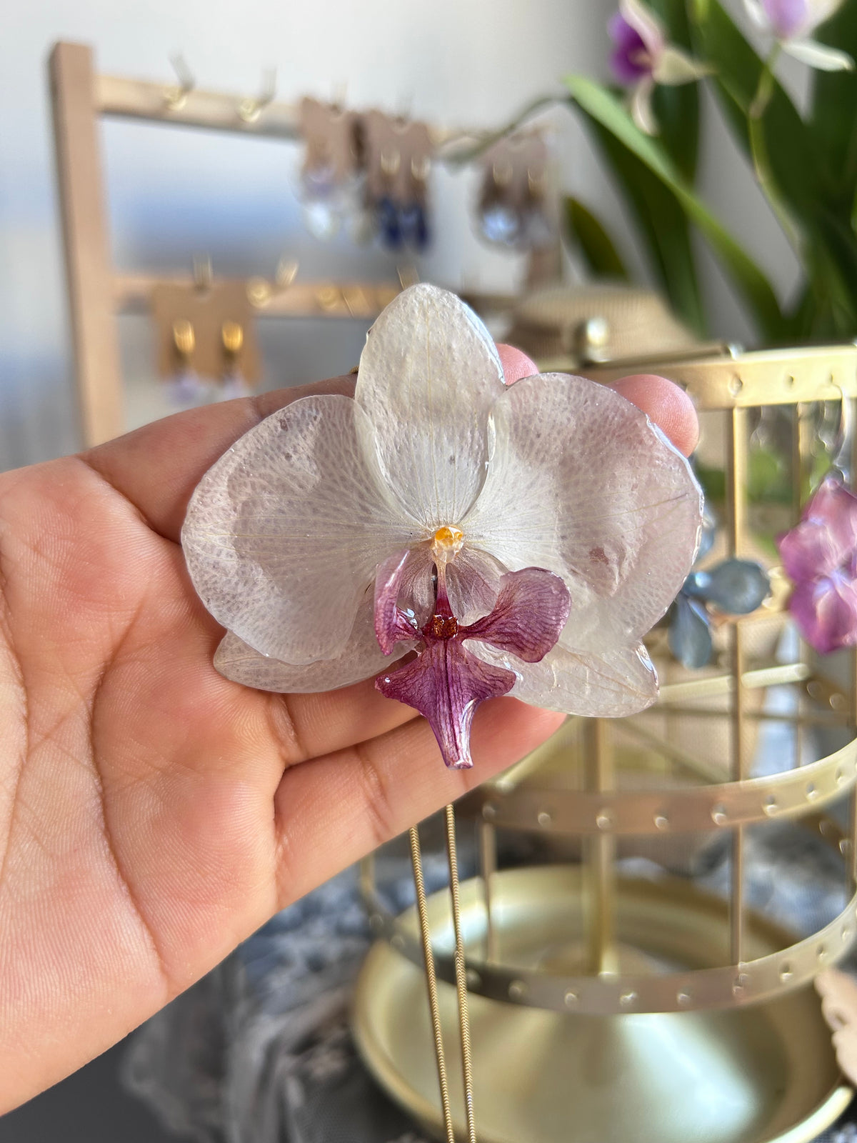 Grand Phalaenopsis white