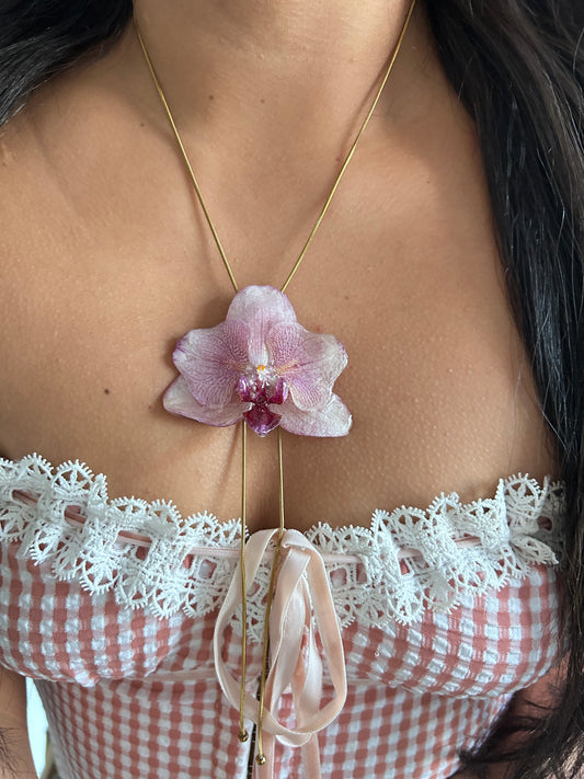 Phalaenopsis pink