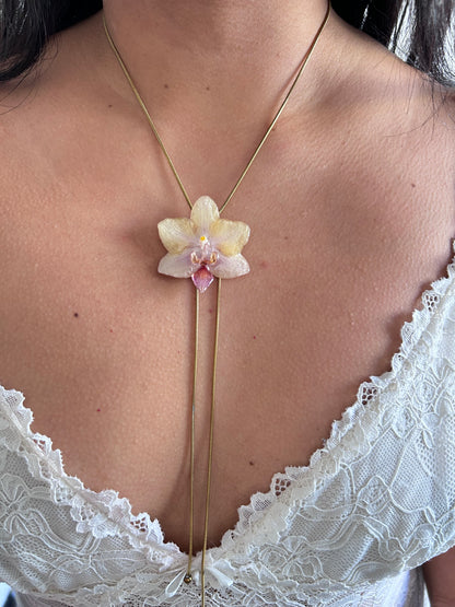 Mini phalaenopsis pastel