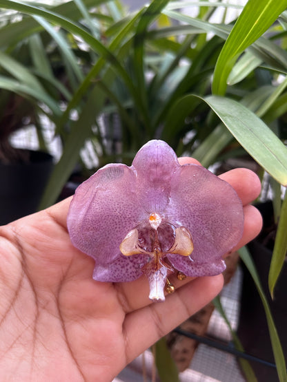 Grand Orchid lilac