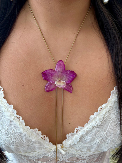 Orchid dendrobium nobile