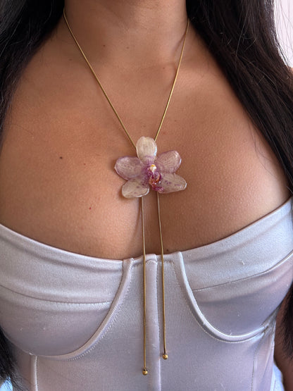 Orchid mini Grosseto